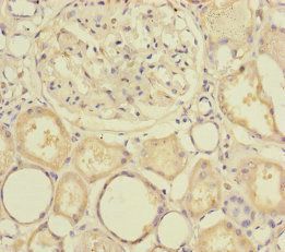 SLC39A7 Antibody