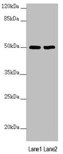 SLC39A7 Antibody