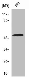 SLC39A7 Antibody