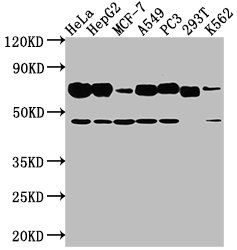 SLC3A2 Antibody