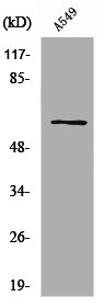 SLC43A1 Antibody