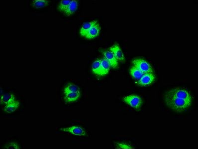SLC45A3 Antibody