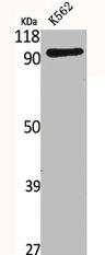SLC4A11 Antibody