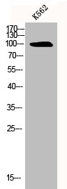SLC4A11 Antibody