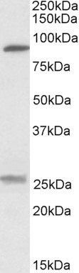 SLC4A11/BTR1 Antibody