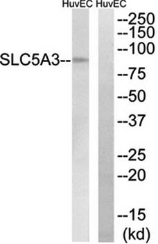 SLC5A3 Antibody