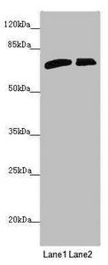 SLC6A12 Antibody