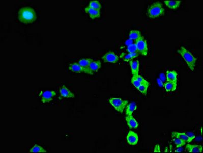 SLCO3A1 Antibody