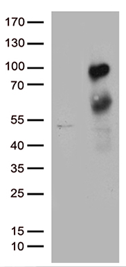 SLU7 Antibody