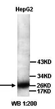 Smac Rabbit Polyclonal Antibody
