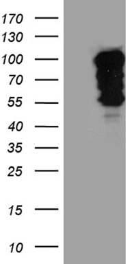 SMAD1 Antibody
