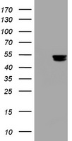 SMAD1 Antibody