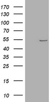 SMAD1 Antibody