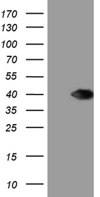 SMAD1 Antibody