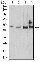 SMAD1 Antibody