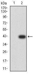 SMAD1 Antibody