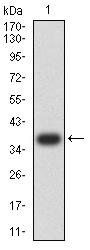 SMAD1 Antibody