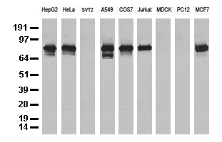 SMAP2 Antibody