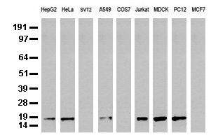 SMAP2 Antibody