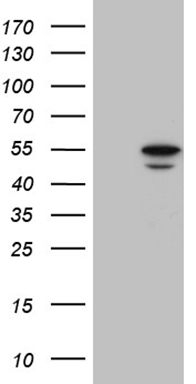 SMC1 Antibody