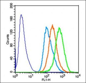 SMC1 Rabbit Polyclonal Antibody