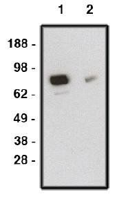 Rabbit anti Human SMO (Smoothened Homolog) Antibody