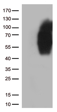 SMUG1 Antibody