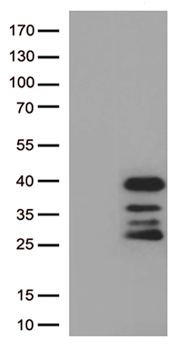 SMUG1 Antibody