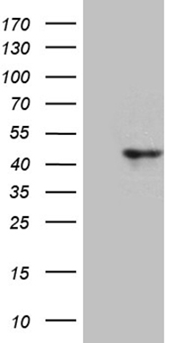 SMUG1 Antibody