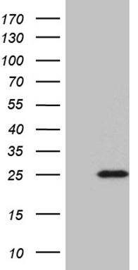 SMUG1 Antibody
