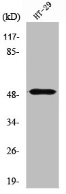 SMYD2 Antibody