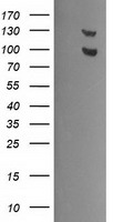 SNAP25 Antibody