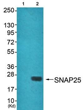 SNAP25 Antibody