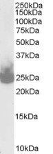SNAP25 Antibody