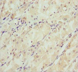 SNAP29 Antibody