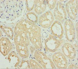 SNAP29 Antibody