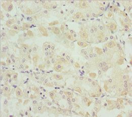 SNAP29 Antibody