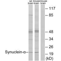 SNCA Antibody