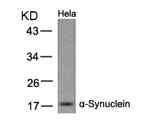SNCA Antibody