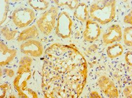SNCA Antibody