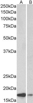 Alpha-synuclein Antibody