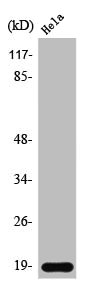 SNCB Antibody