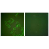 SNCB Antibody