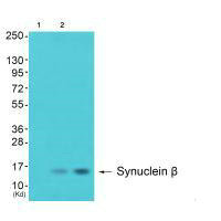 SNCB Antibody