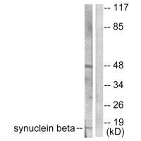 SNCB Antibody