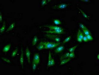 SND1 Antibody
