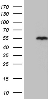 SNX4 Antibody