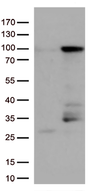 SNX4 Antibody