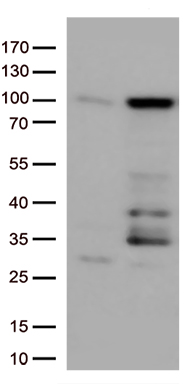 SNX4 Antibody