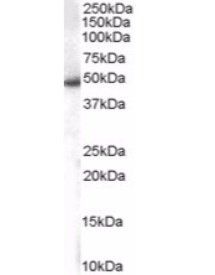 SNX5 Antibody